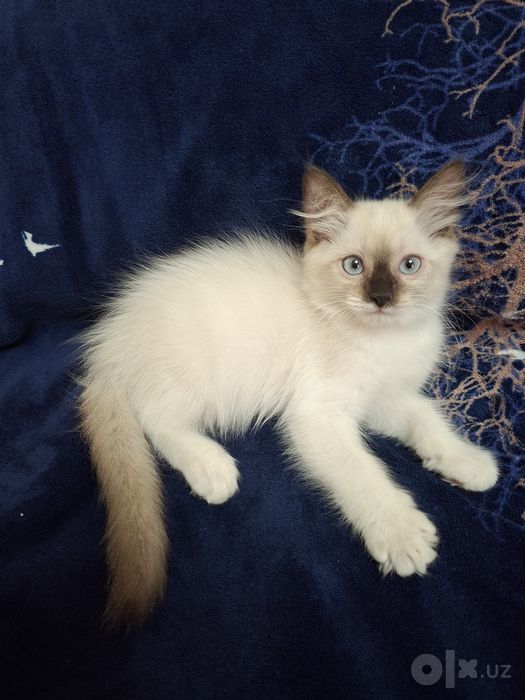 Ragdoll zotli mushuk sotiladi