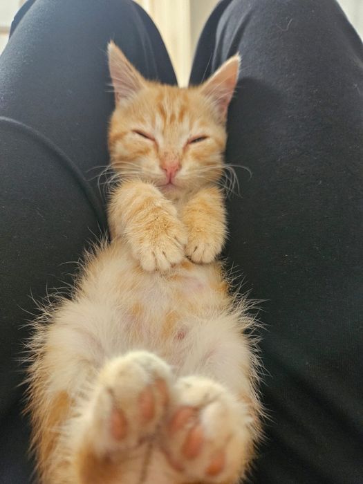 Отдам котёнка в добрые руки