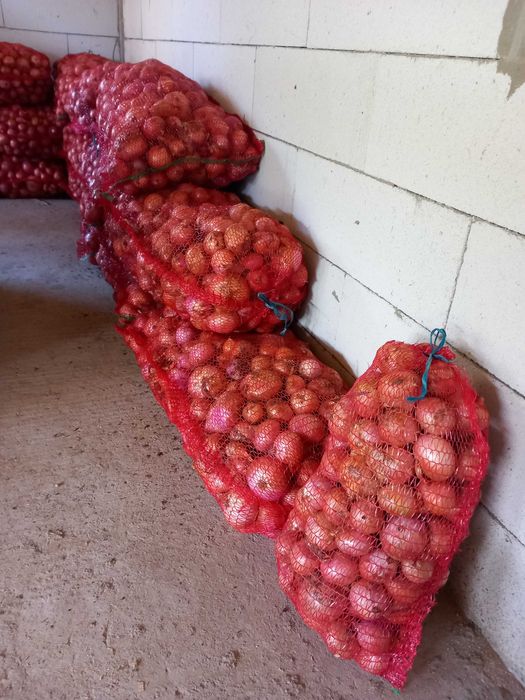 Vand ceapa roz din samanta 4 lei/kg, la cantitate de 500 kg 4 lei/kg.