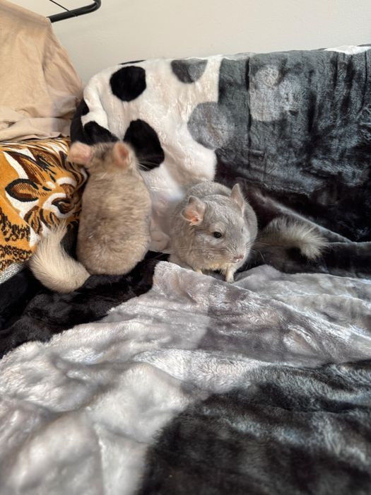 Chinchilla de vanzare