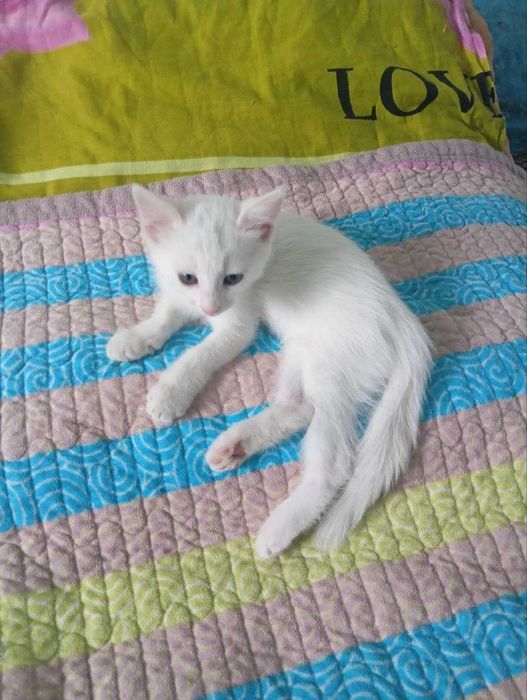 Отдам котят в добрые руки
