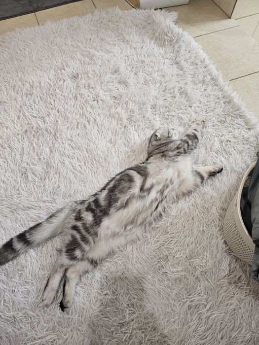 Продам котёнка взрослого