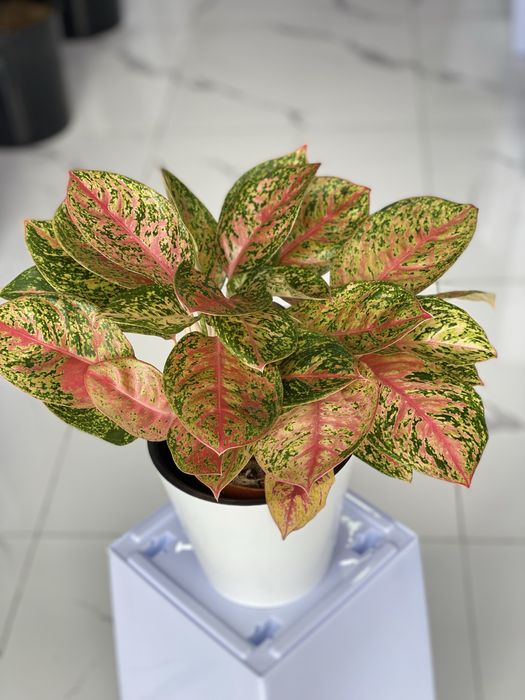 Цветы для дома и офиса