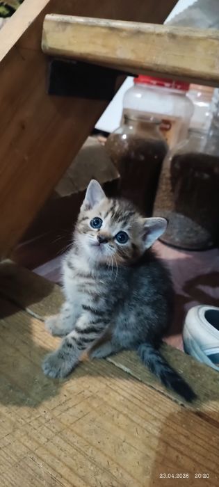 Британские котята