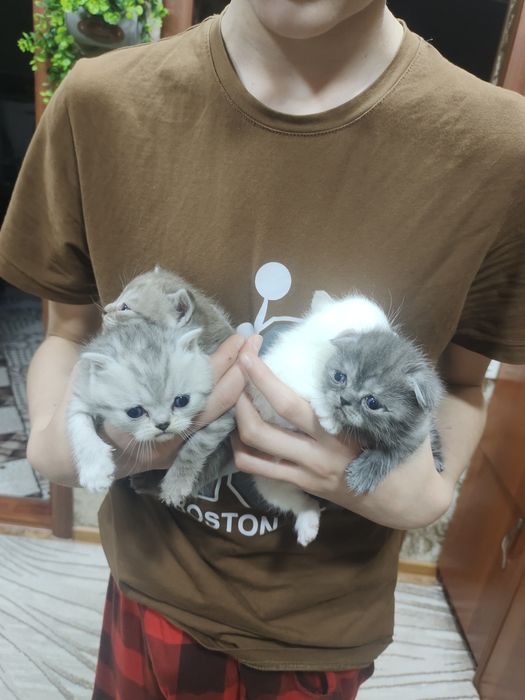 Продам вислоухих котят