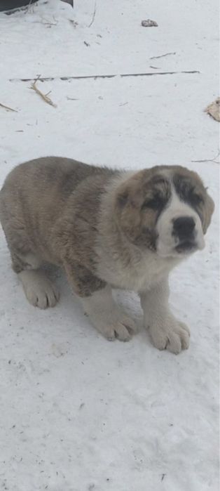 Продается сао, алабай