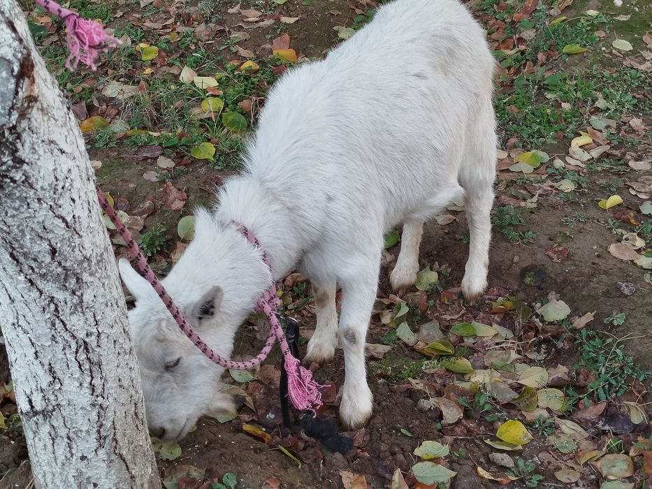 Орыс Ешкі Сатылады