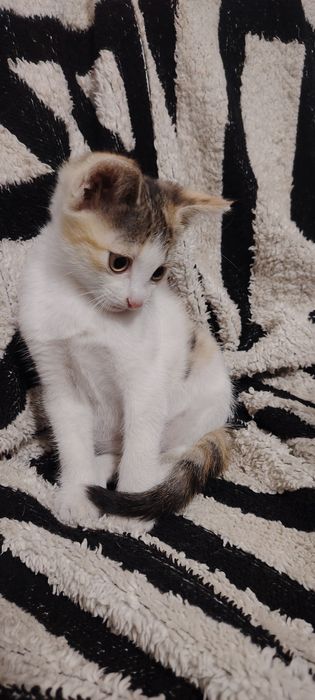 Отдам котёнка, девочка