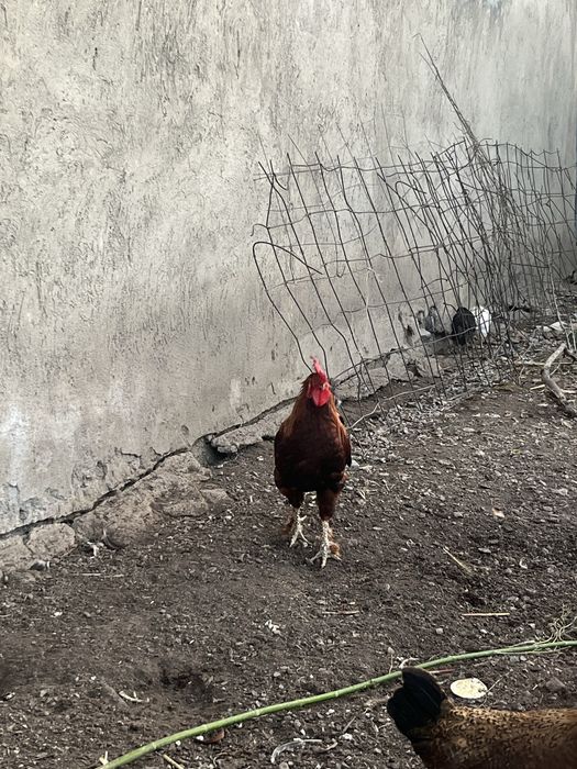 Продам петушковвв