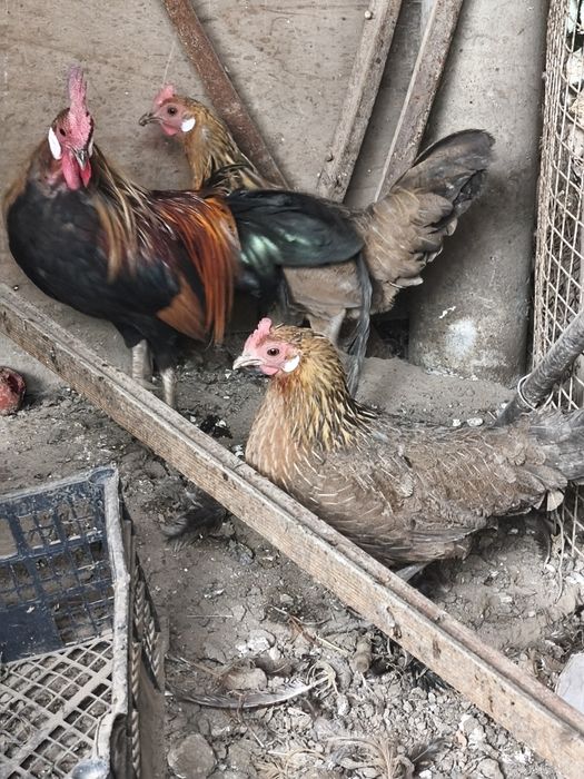 Продам феникс парачка