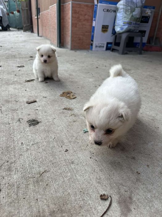 Среден немски шпиц