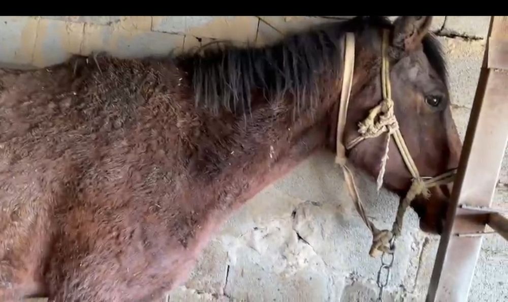 Продам лошадь (кобыла)