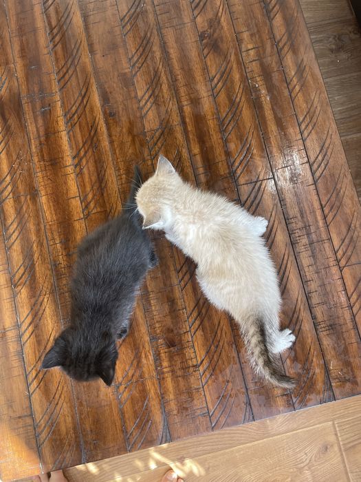 Котята  1,5 мес. Красивые шустрые .