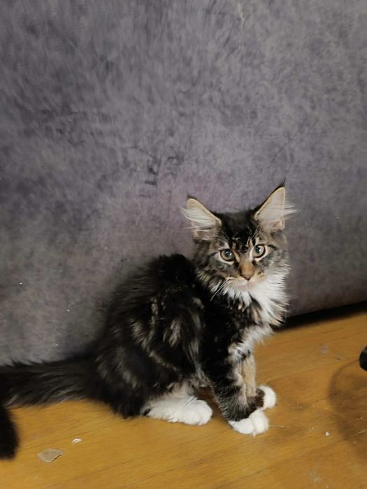 Котенца мейн куун