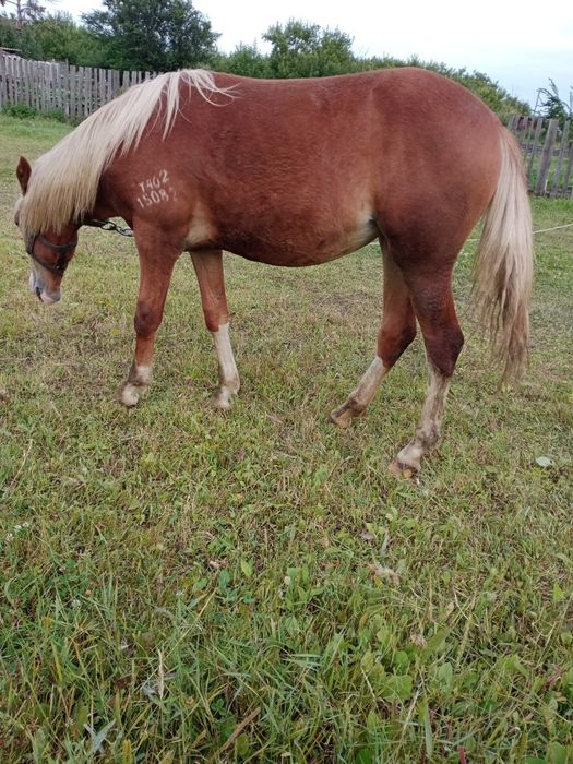 Продам кобылку на племя,двухлетка