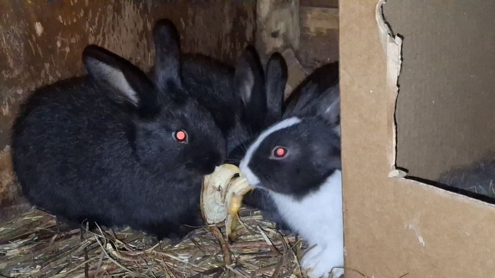 Продаются крольчата