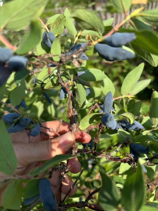 Дачный участок Дача Гудок