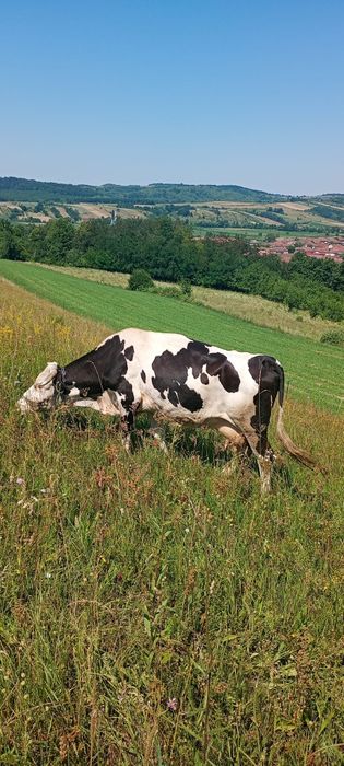 Vacă de vânzare în vârstă de 8 ani