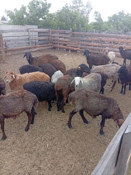 Продам баран. 33 головы. Торг имеется.