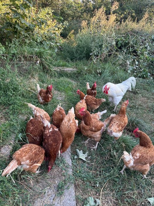 Продажа курей несушек