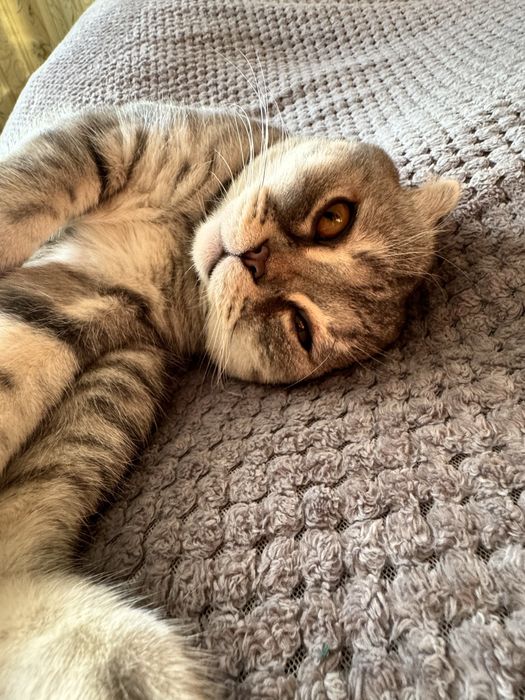 Вязка шатландец вислоухий