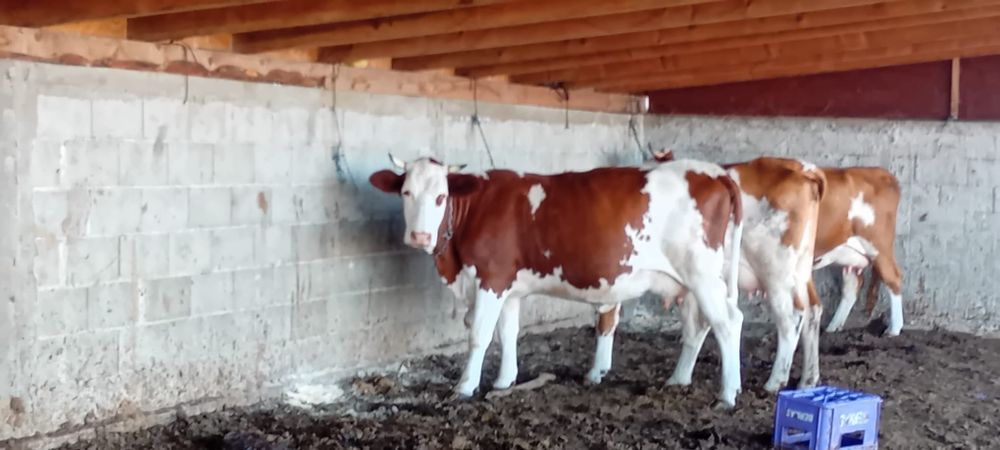 Vaca de vanzare s
