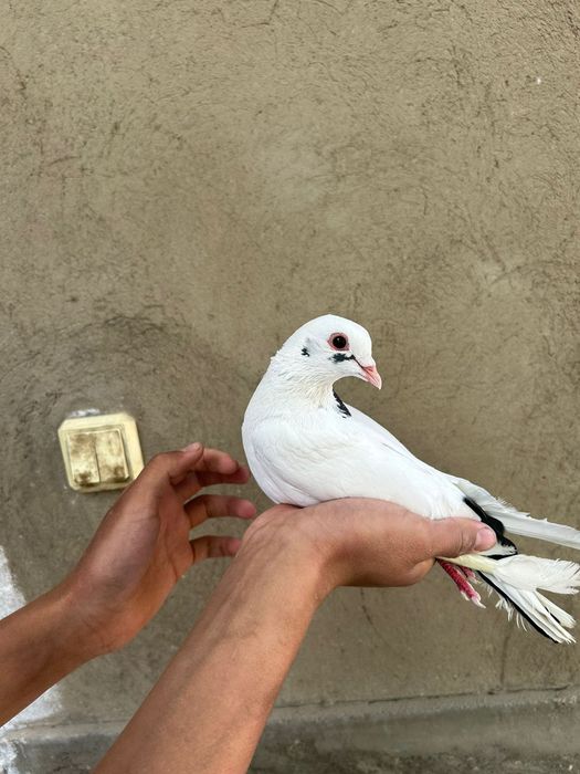 Голуб голуби кептер 3.000