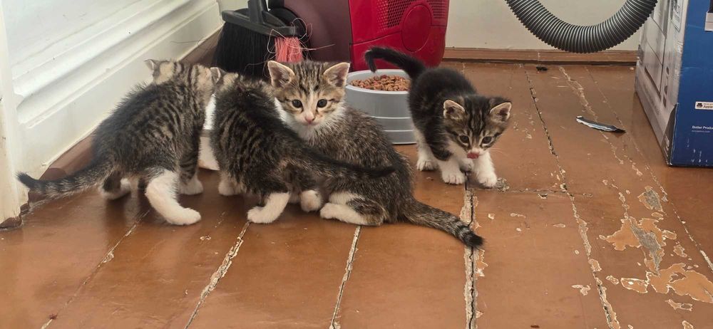 Mushukchalar hadya qilinadi bepul onasi va 4 ta bolachalari