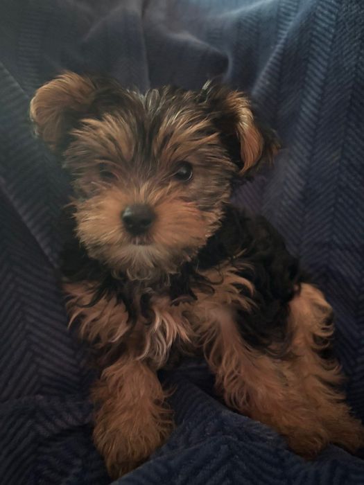 Йоркширски териер