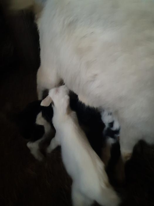 Лактар сатылады.