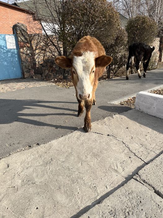 3 Бұзау сатылады