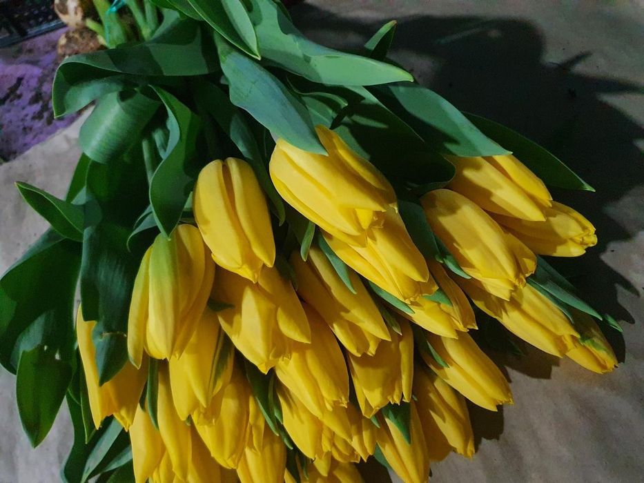 Тюльпаны тепличный Алматы