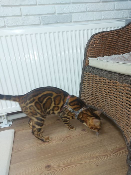 Бенгальская кошка