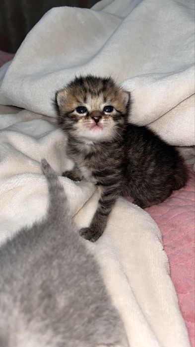 котята котята котята