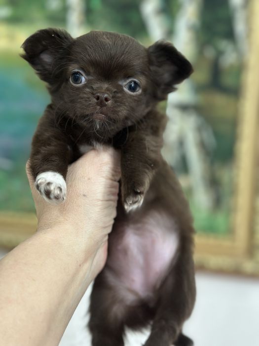 Шоколадные малыши чихуахуа
