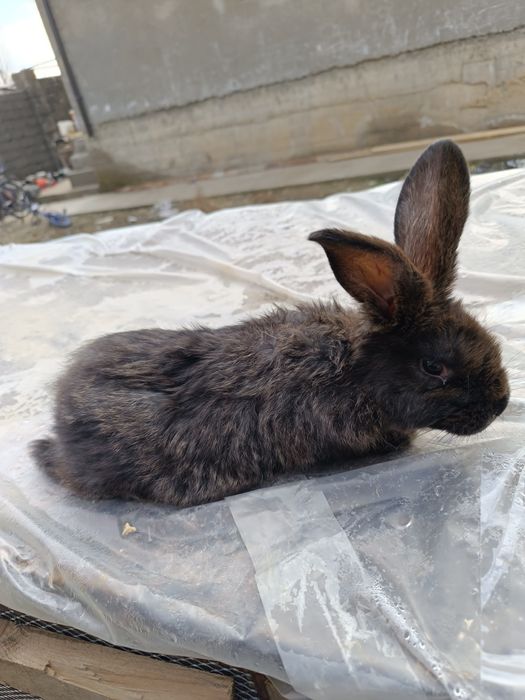 Продаётся крольчиха