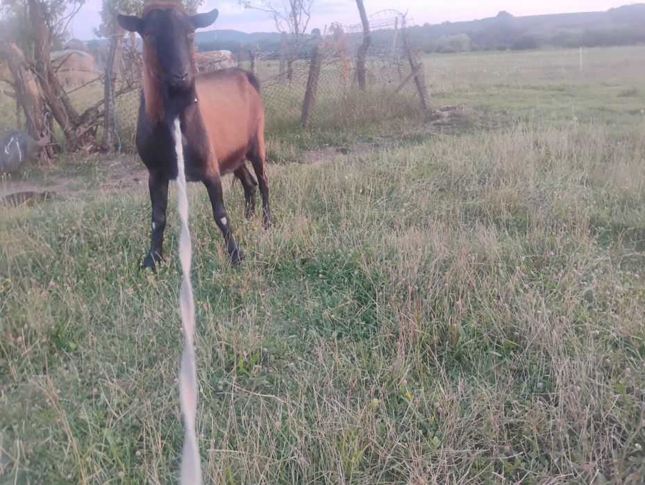 Țap de 3 ani de vânătoare
