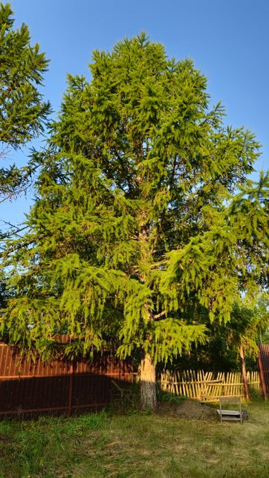 Продам  дачу в живописном  месте