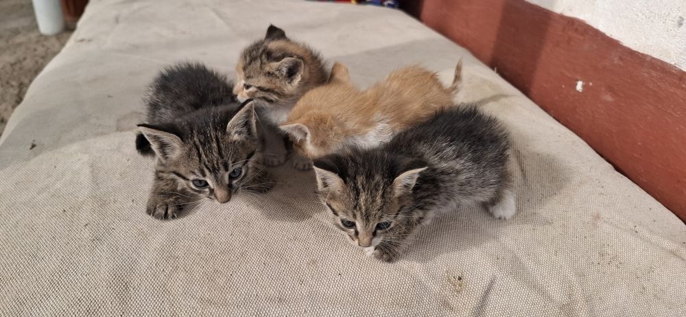 Отдам котят даром