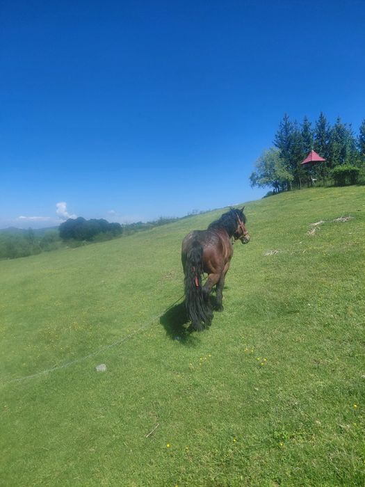 de leiDe vânzare  sau schimb cu iapa 85 mil.negociabil