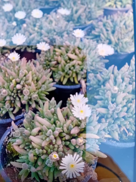 Делосперма        разсад