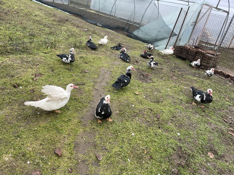 Vand rațe multe leșești