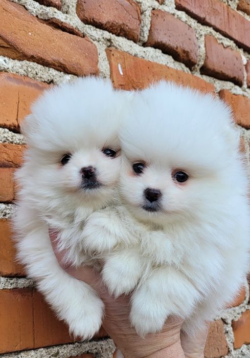 Померан-мини шпиц!!!