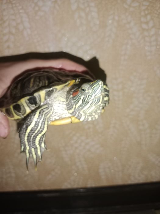 Красноухая черепаха