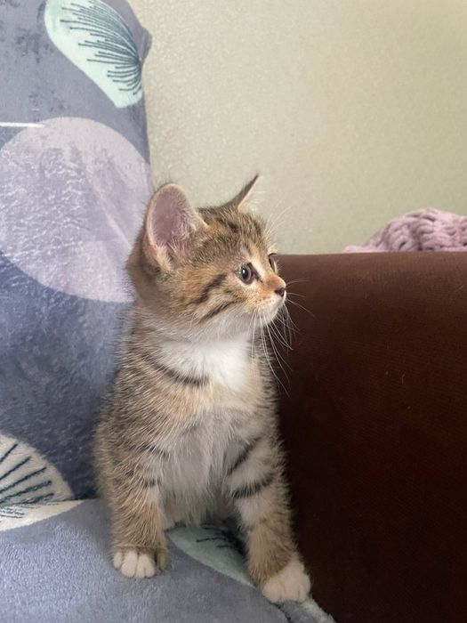 Отдаем котенка в добрые руки!