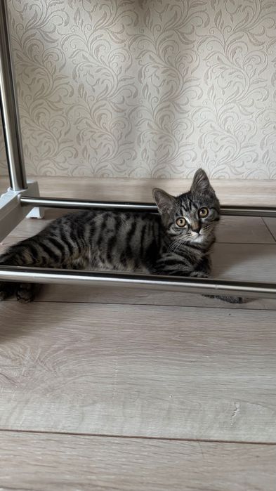 Котёнок Скоттиш страйт