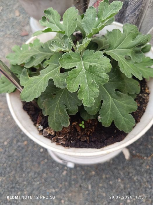 Продам хризантему мультифлору