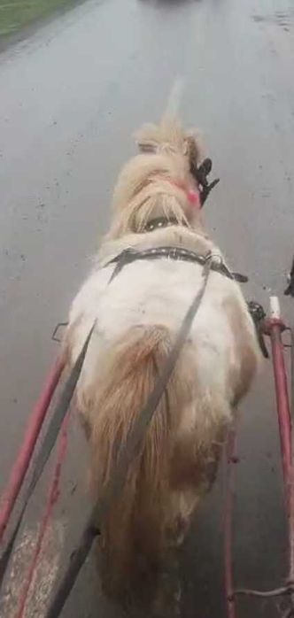 Iapa ponei gestanta