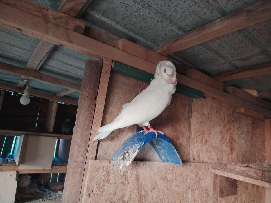 Desfiintez porumbei de rasă  pret foarte bun pentru toti