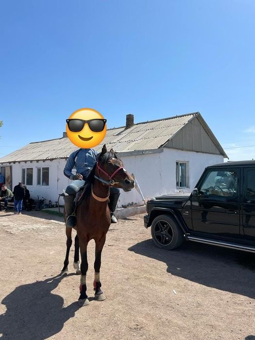 Шұғыл сатылады! Продается сроооочно !